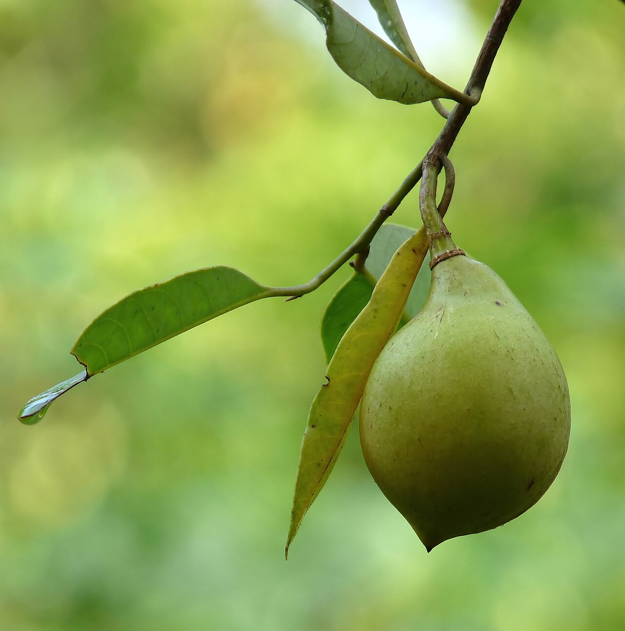 Nuez moscada, especia digestiva